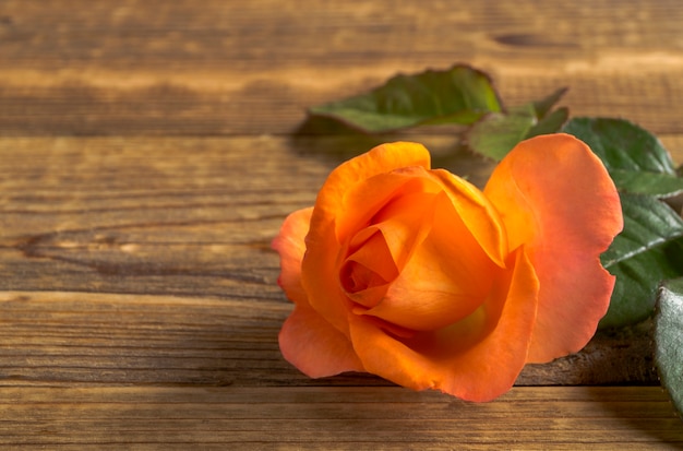 Orange schöne Rosen auf einem hölzernen Hintergrund