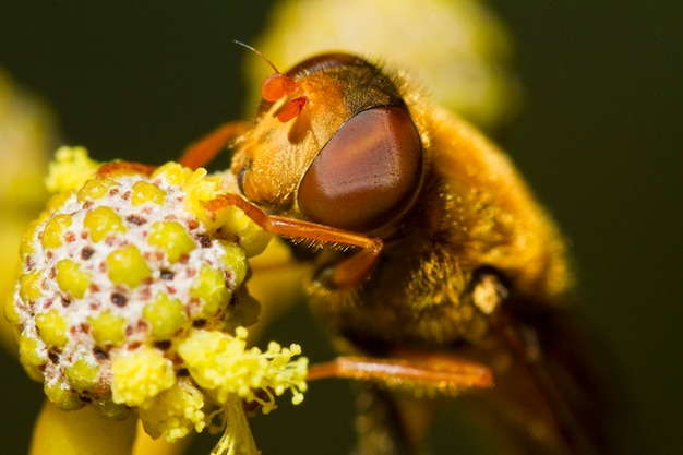 Orange Schwebfliege