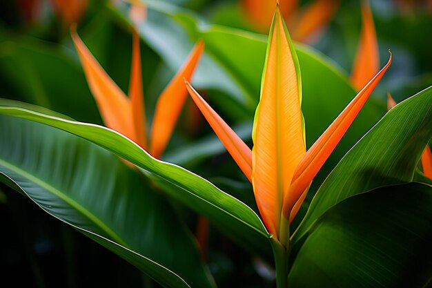 Orange Splendor Strelitzia unter den grünen tropischen Blättern