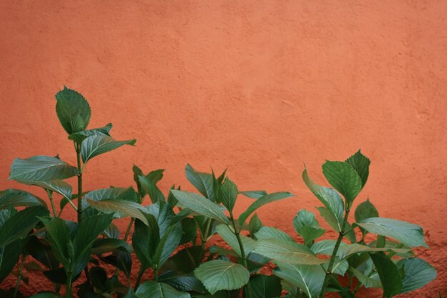 Orange Terrassenwand mit großen grünen Blättern