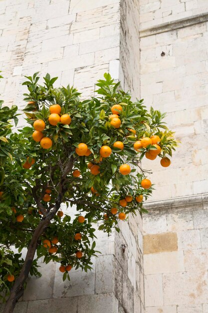 Orange Tree fuera de la Catedral de Lisboa, Portugal.