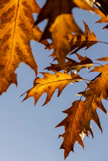 Orange trockenes Eichenlaub in der Herbstsaison