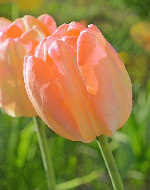 Orange Tulpe, Frühlingsblumen im Park.