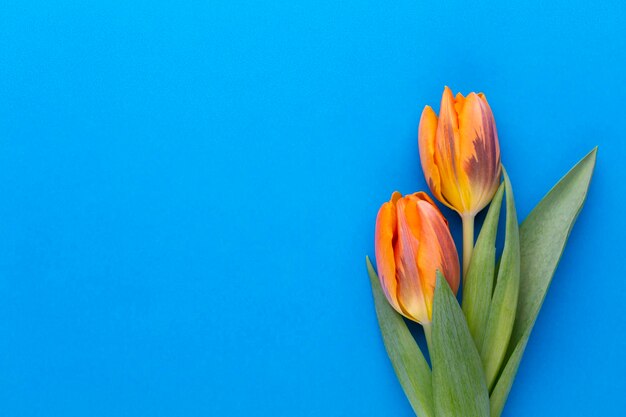 Orange Tulpen auf dem farbigen Hintergrund mit Kopienraum