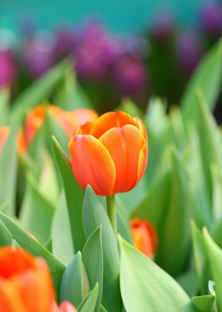 Orange Tulpen der Nahaufnahme im Garten