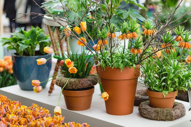 Orange Tulpen und Fritillaria imperialis, auch bekannt als The Premier oder Crown Imperial in Blumentöpfen
