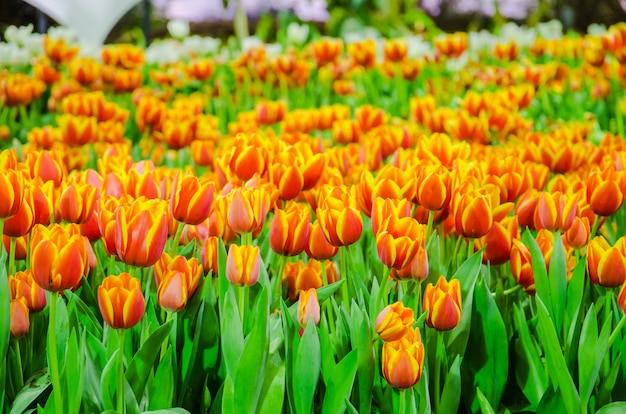 Foto orange tulpenblumenfeld