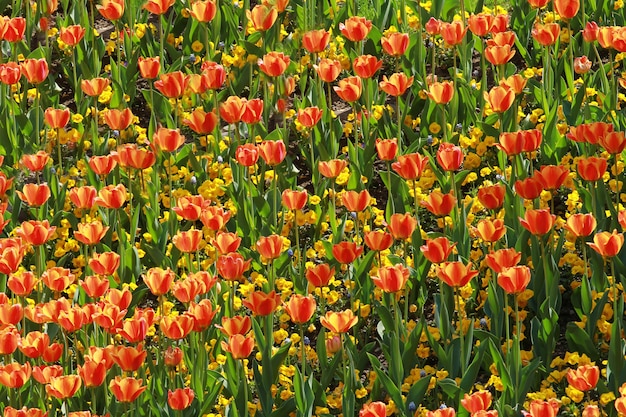 orange Tulpenwiese