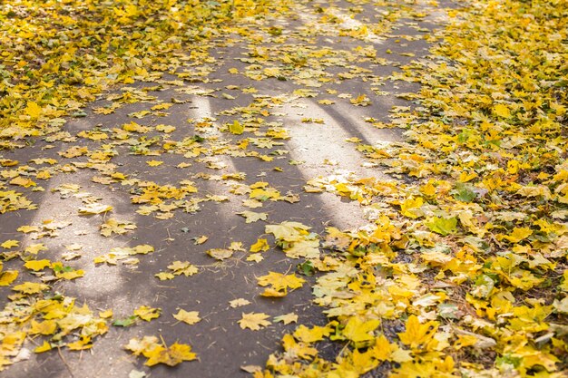 Orange und gelbe Herbstblätter auf Asphalt.