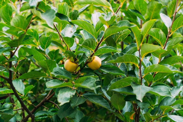 Orange und gelbe reife Kakifrüchte auf Ästen