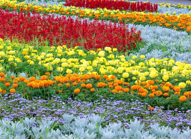 Orange und gelbe Ringelblumenblüten, rote scharlachrote Salvia-Pflanze auf Blumenbeet.