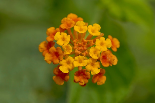 Orange und gelbe Westindische Lantana blühen im Garten auf Naturhintergrund