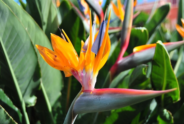 Orange und grüne Blumen