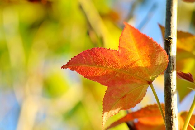 Orange und rotes Ahornblatt mit bunten Blättern und blauem Himmel im Herbst.