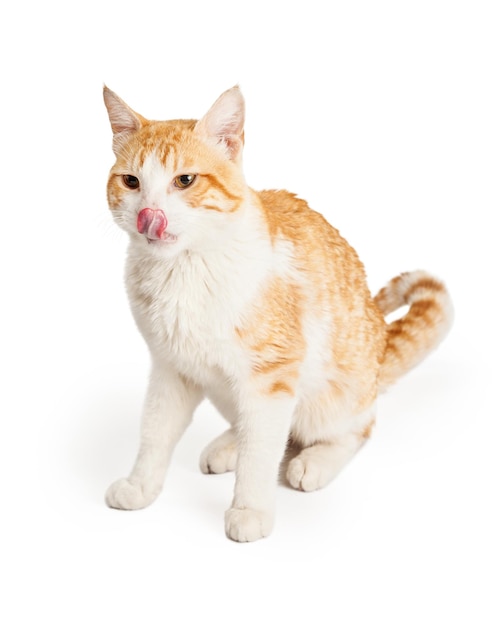 Orange und weiße Katze, die Lippen leckt