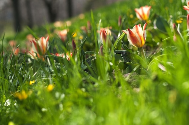 Orange und weiße Tulpen an einem sonnigen Tag im Park