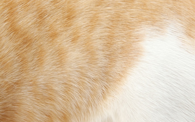 Orange und weißer Pelz des Katzenhaars für Hintergrund