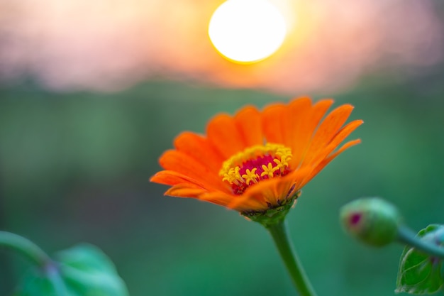 Orange Zinnia Blume Nahaufnahme am Abend bei Sonnenuntergang.