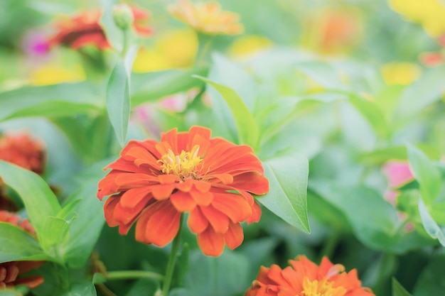 Orange Zinniablume im Garten mit dem Sonnenaufgang.