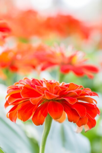 Orange Zinniablume.