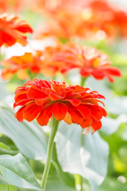 Orange Zinniablume