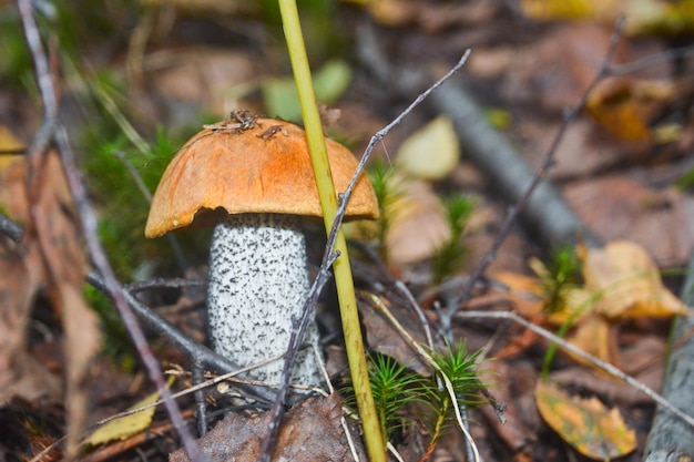 Orangecap Steinpilze wachsen aus der Erde