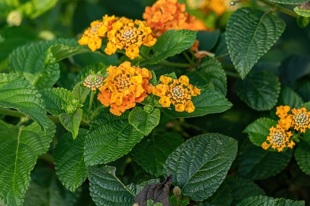 Orangefarbene Blume des gemeinen Wandelröschens