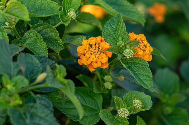 Orangefarbene Blume des gemeinen Wandelröschens