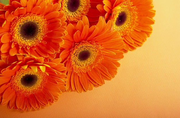 Foto orangefarbene blume von gerber gänseblümchenblumen schließen sich über orangefarbenem hintergrund