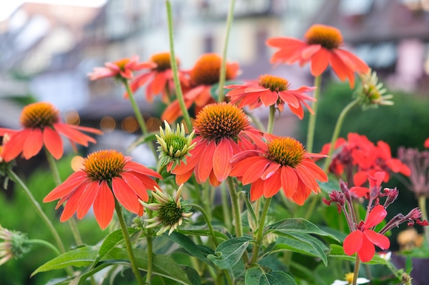 Orangefarbene Blumen auf dem Hintergrund der alten Häuser städtische Landschaftsgestaltung im Garten