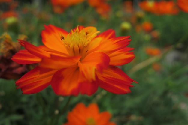 Orangefarbene Blumenpflanzen, Blumen im Garten