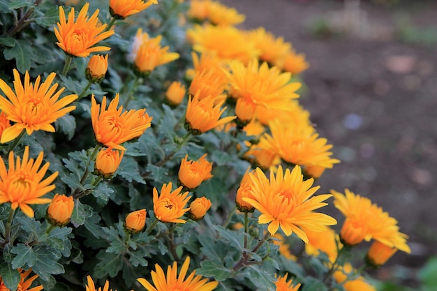 Orangefarbene Chrysanthemen im Garten Orange Blumen Hintergrund