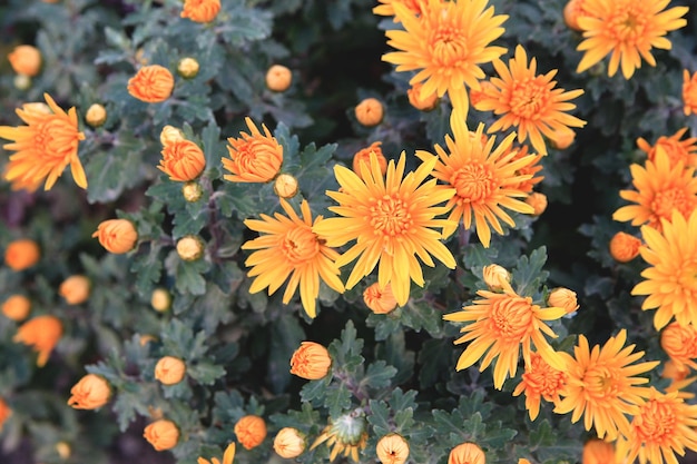 Orangefarbene Chrysanthemen im Garten. Orange Blumen Hintergrundbild, Nahaufnahme