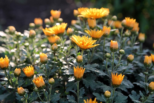 Orangefarbene Chrysanthemen im Garten