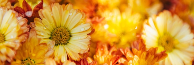 Orangefarbene Chrysanthemenblüten