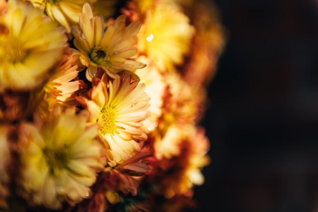 Orangefarbene Chrysanthemenblüten