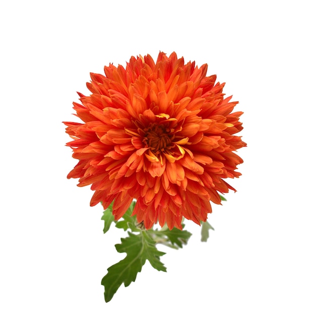 Orangefarbene Chrysanthemenblume isoliert auf weißem Hintergrund Kreatives Herbstkonzept Blumenmusterobjekt Flache Ansicht von oben