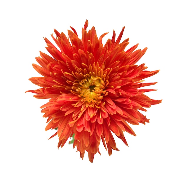 Orangefarbene Chrysanthemenblume isoliert auf weißem Hintergrund Kreatives Herbstkonzept Blumenmusterobjekt Flache Ansicht von oben