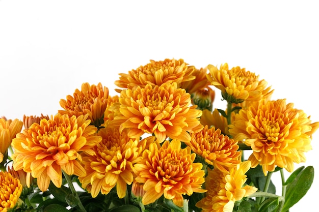 Orangefarbene Chrysanthemenblumen Chrysanthemen auf weißem Isolat