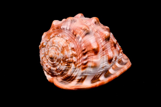 Orangefarbene Conch-Muschel