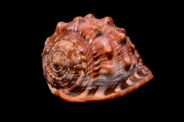 Orangefarbene Conch-Muschel