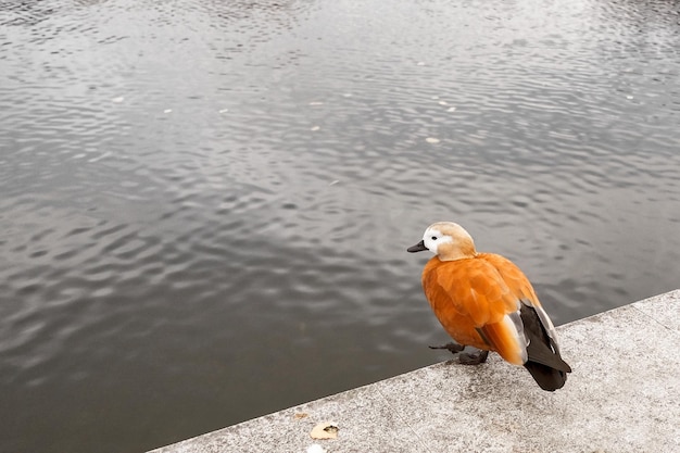 orangefarbene Ente sitzt auf einem Parapet in der Nähe eines Teichs