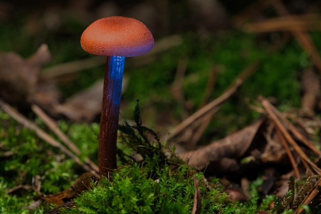 Orangefarbene filigrane Pilze im Moos auf Waldboden Makroansicht aus dem Lebensraum