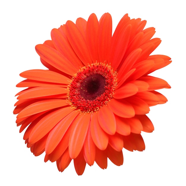 Orangefarbene Gerbera-Blume isoliert auf weißem Hintergrund Draufsicht auf flache Lage