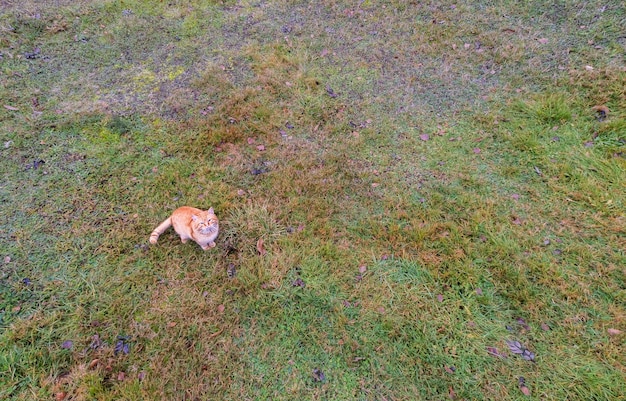 Orangefarbene Hauskatze, die auf einem grünen Gras nach oben in die Kamera blickt