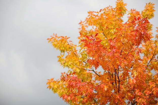 Orangefarbene Herbsteiche