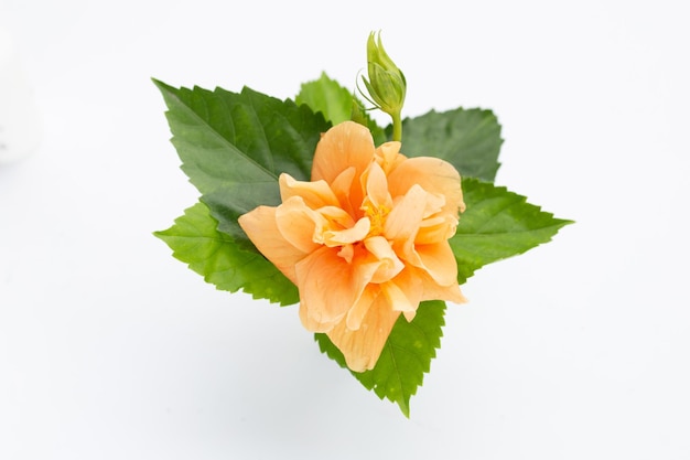 Orangefarbene Hibiskusblüte mit grünen Blättern