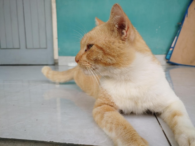 Orangefarbene Katze auf dem Boden vor dem Haus