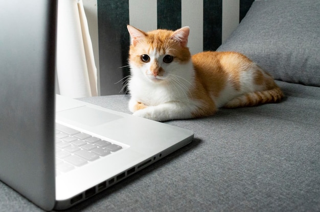 Orangefarbene Katze sitzt neben dem Laptop und schaut in den Bildschirm