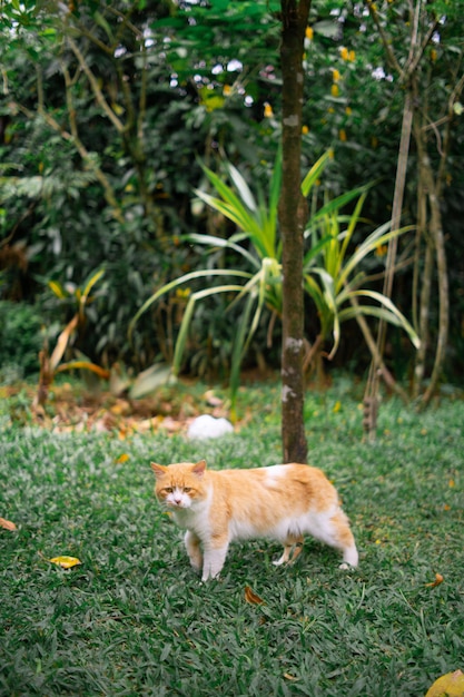 orangefarbene Katze